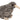 Spotted Kiwi With Sound