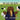 Pee Wee the Kiwi Spend the day at the Farm