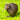 Brown Kiwi Chick Resin Magnet