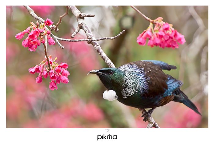 Tui NZ Postcard by Belinda Gifford