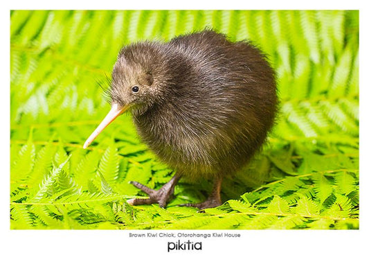 Brown Kiwi Chick Otorohanga Kiwi House  NZ Postcard