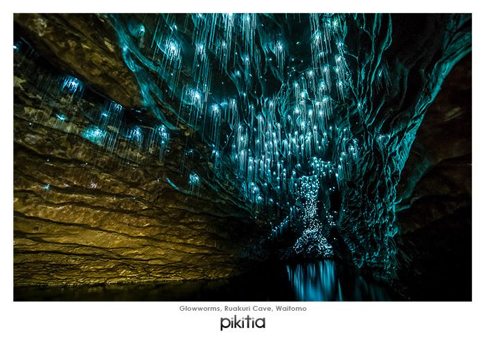 Glowworms Ruakuri Cave Waitomo NZ Postcard