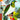 NZ Kereru Summer Notecard by Ellen Giggenbach